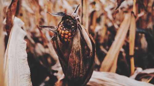 Close-up of corn in field