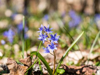 Close-up of purple crocus blooming on field