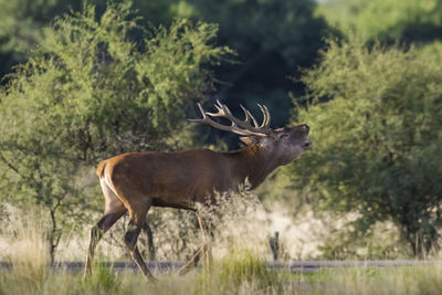 Deer standing on field