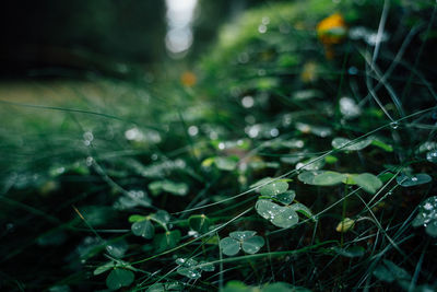 Close-up of raindrops on grass