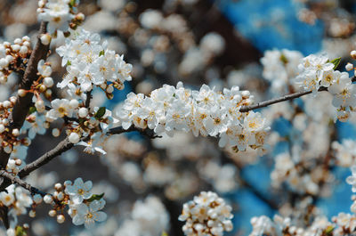 Branch of a blossoming tree cherry, beautiful white flowers.