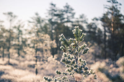 Close-up of frozen plant on tree during winter