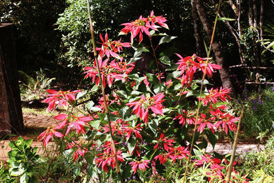 Pink flowering plants and trees in park