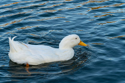 High angle view of seagull swimming in lake