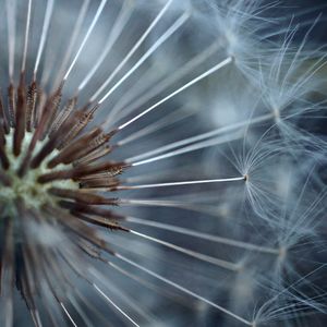 The dandelion flower