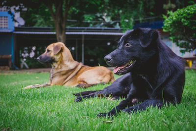 Dogs relaxing on field