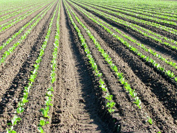 Scenic view of agricultural field