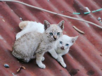 Portrait of kittens sitting on roof