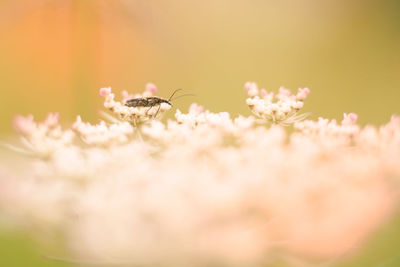 Close-up of bug on white flowers