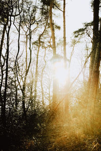 Sunlight streaming through trees in forest