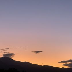 Silhouette of birds flying in sky during sunset