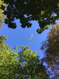 Low angle view of trees against blue sky