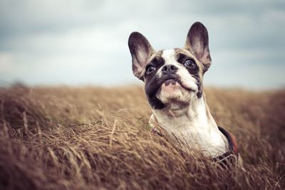 Dog on field against sky