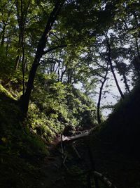 Trees growing in forest