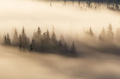 Trees on snow covered land against sky in rodnei mountains 