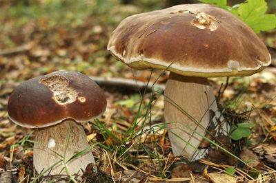 Close-up of mushroom growing on field