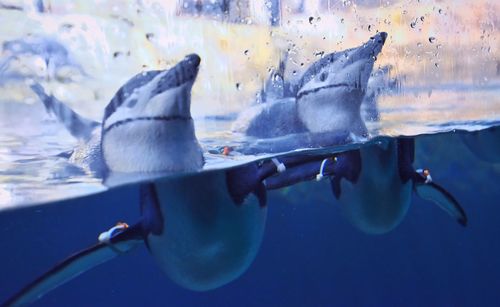 Penguins swimming in aquarium