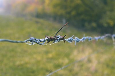 Close-up of plant against blurred background