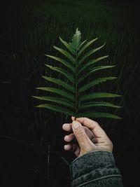 Close-up of hand holding leaves