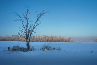 Bare trees on snow covered land against blue sky
