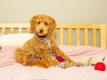 Portrait of dog sitting at home