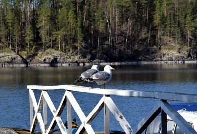 Bird perching on a lake