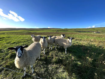 Sheep on the moors above, malham, yorkshire, uk