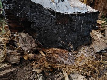 Full frame shot of tree trunk