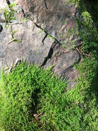 High angle view of moss growing on plant