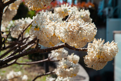 Close-up of cherry blossom