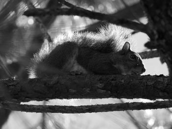 Close-up of cat on tree