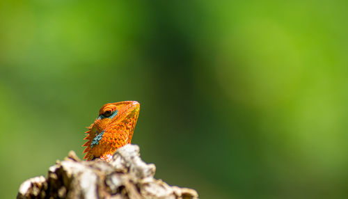 Close-up of a bird