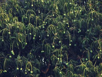 Full frame shot of corn field