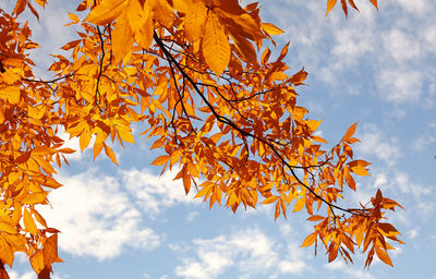 Low angle view of maple leaves against sky
