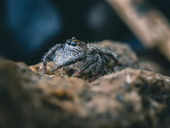 Close-up of spider