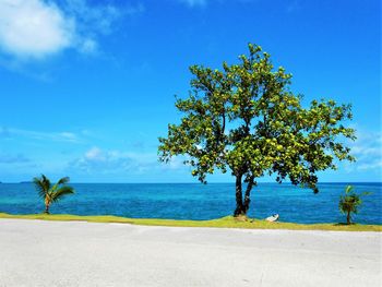 Tree by sea against blue sky