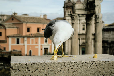 Seagull perching on retaining wall against buildings