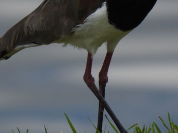 Low angle view of bird against sky