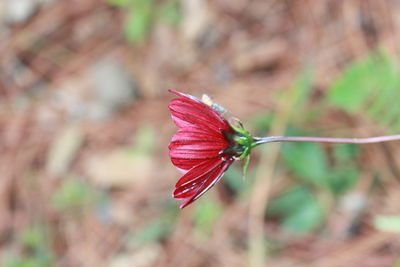 Close-up of red flower blooming outdoors