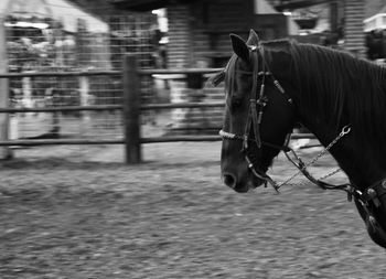 Horse in ranch