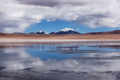 Scenic view of lake against cloudy sky with flamingos 