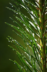 Close-up of pine tree