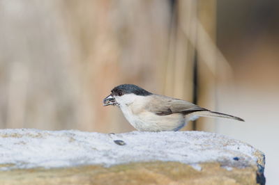 Close-up of bird perching on rock