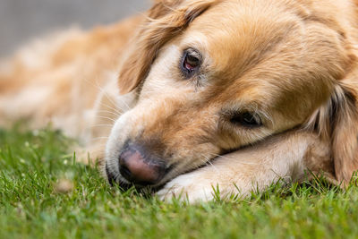 Close-up of dog lying on grass