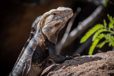 Close-up of lizard on rock