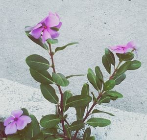 Close-up of pink flowers