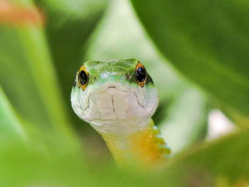 Close-up of green snake on plant