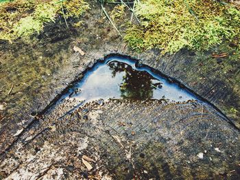 Reflection of trees in puddle