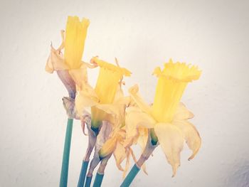 Close-up of yellow flowers