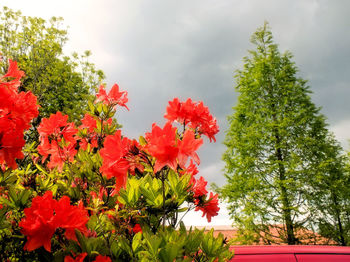 Close-up of red flowers blooming against sky